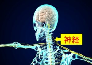骨格と神経の図