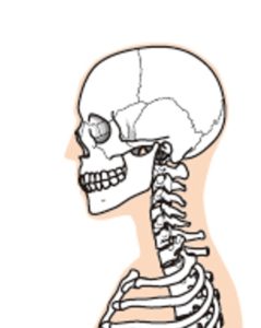 首の骨格