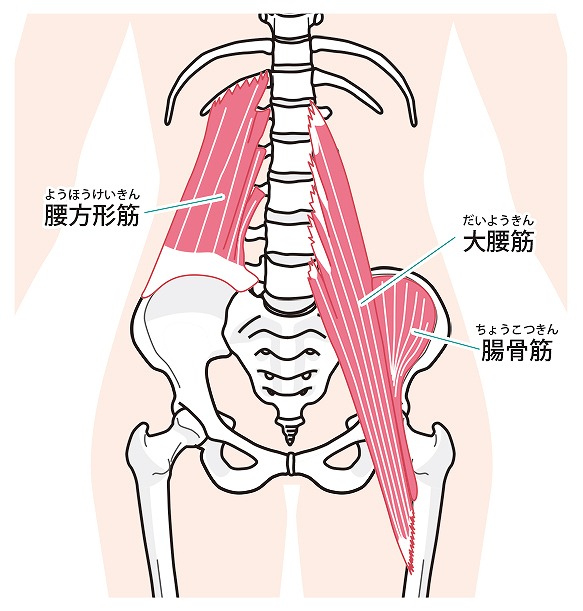腰方形筋、大腰筋、腸骨筋