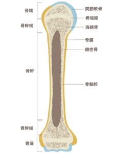 骨の構造（関節軟骨、骨端線など）