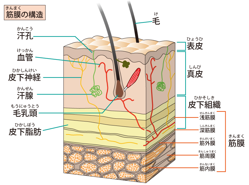 筋膜の構造を示す断面図。表皮、真皮、皮下組織、浅筋膜、深筋膜などが層状に描かれ、筋膜が筋肉を包んでいる様子が視覚的に示されている。